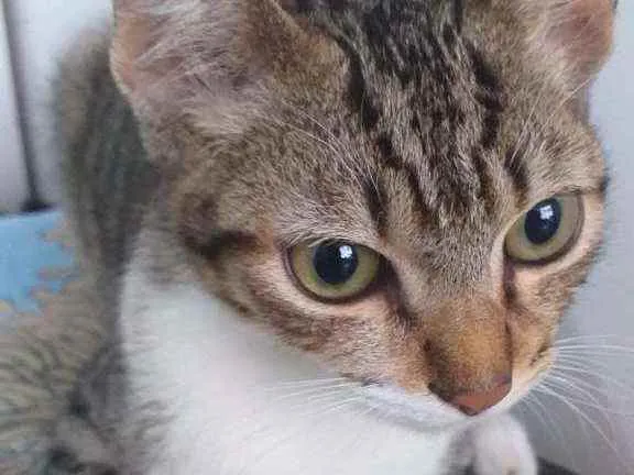 Gato raça SRD idade 2 a 6 meses nome Gatinha 