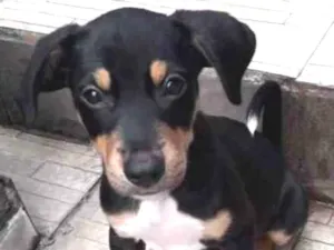 Cachorro raça Srd idade 2 a 6 meses nome Bob