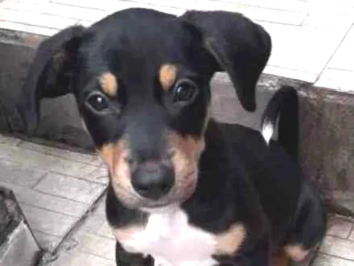 Cachorro ra a Srd idade 2 a 6 meses nome Bob