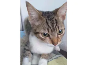 Gato raça SRD idade 2 a 6 meses nome Gatinha 