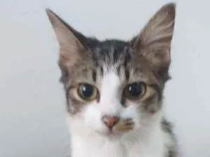 Gato raça SRD idade 2 a 6 meses nome Gatinha 