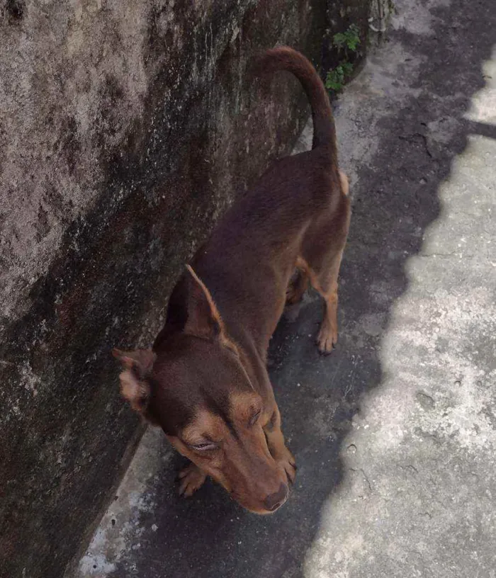 Cachorro ra a Vira Lata idade 2 anos nome Paçoca