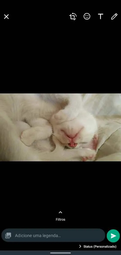 Gato raça Não sei idade 2 a 6 meses nome Harry