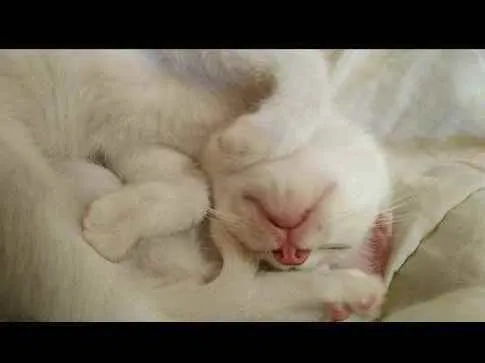 Gato raça Não sei idade 2 a 6 meses nome Harry