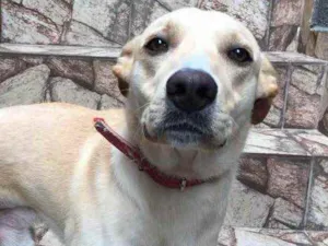 Cachorro raça Labrador com vira lata idade 2 anos nome Pipoca