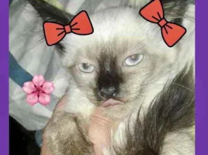 Gato raça Srd Linda  idade 2 a 6 meses nome Nanny bb 3 meses 