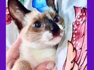 Gato raça Srd idade 2 a 6 meses nome Nico bb lindo 