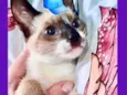 Gato raça Srd Linda  idade 2 a 6 meses nome Manu bb linda 