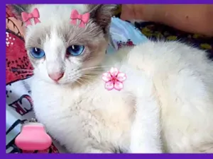 Gato raça Srd idade 2 a 6 meses nome Meg bb linda 
