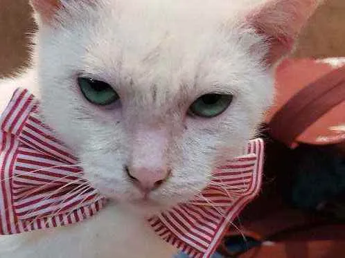 Gato raça SRD  idade 7 a 11 meses nome SNOW