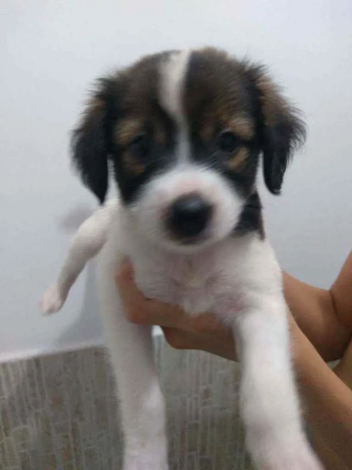 Cachorro ra a SRD idade Abaixo de 2 meses nome Filhotes