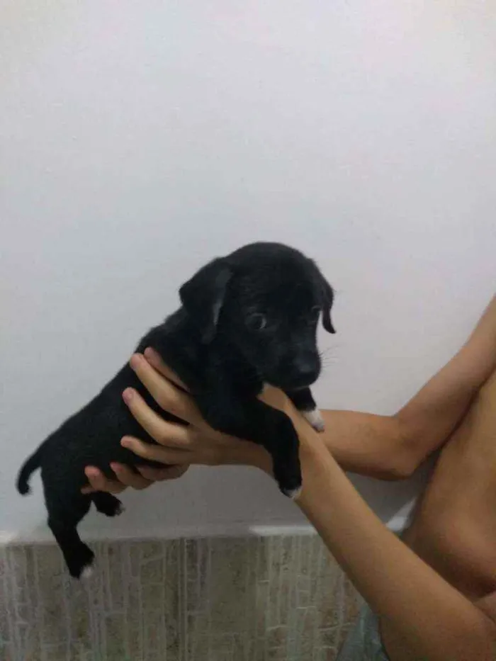 Cachorro ra a SRD idade Abaixo de 2 meses nome Filhotes