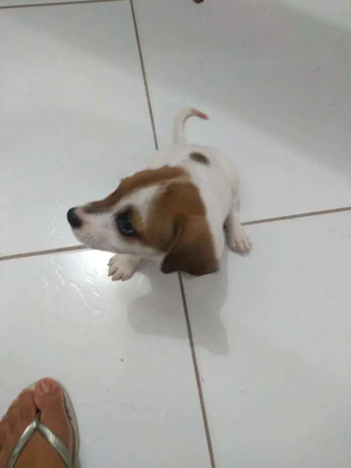 Cachorro ra a SRD idade Abaixo de 2 meses nome Filhotes