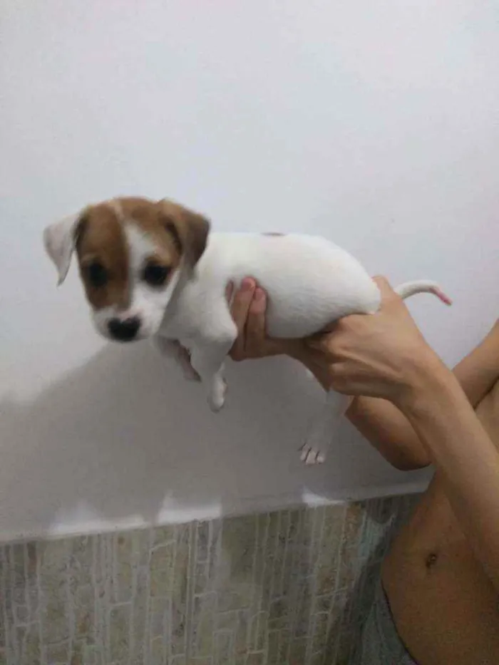 Cachorro ra a SRD idade Abaixo de 2 meses nome Filhotes