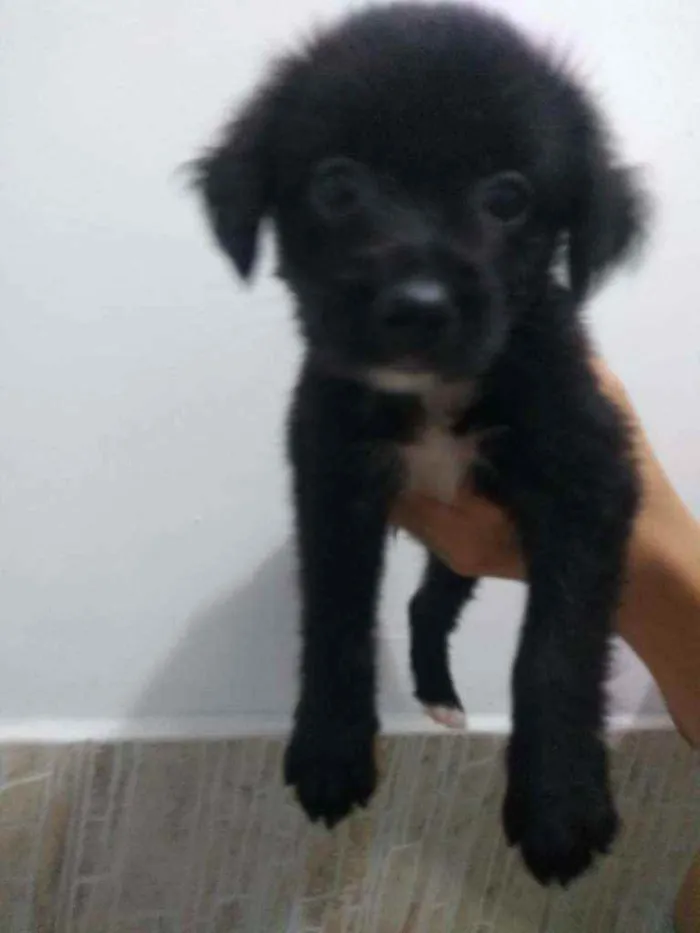 Cachorro ra a SRD idade Abaixo de 2 meses nome Filhotes