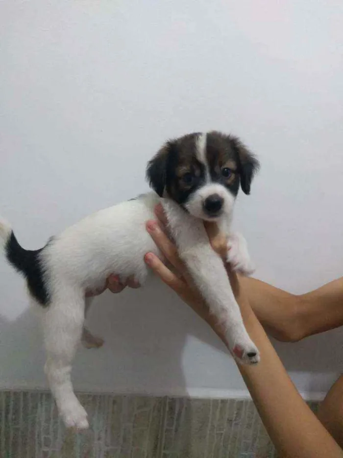 Cachorro ra a SRD idade Abaixo de 2 meses nome Filhotes