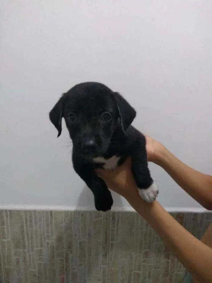 Cachorro ra a SRD idade Abaixo de 2 meses nome Filhotes