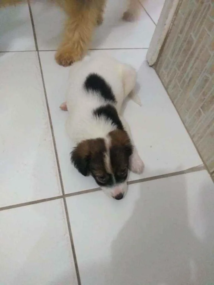 Cachorro ra a SRD idade Abaixo de 2 meses nome Filhotes