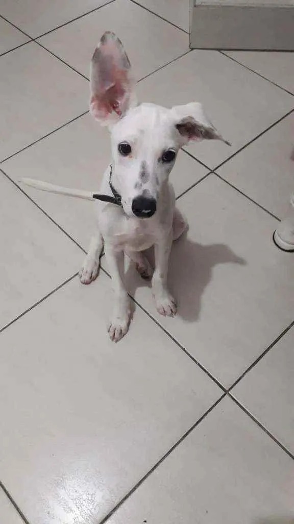 Cachorro ra a SRD idade Abaixo de 2 meses nome Filhotes