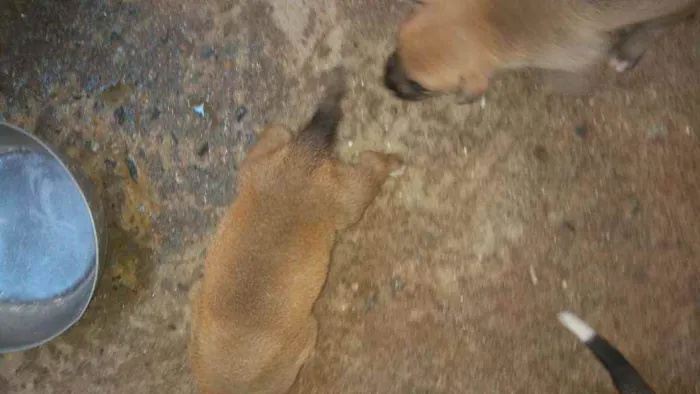 Cachorro ra a mestiço de pitbull com akita idade 2 a 6 meses nome sem nome