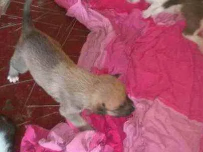 Cachorro ra a mestiço de pitbull com akita idade 2 a 6 meses nome sem nome