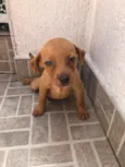 Cachorro raça SRD idade Abaixo de 2 meses nome Sem nome