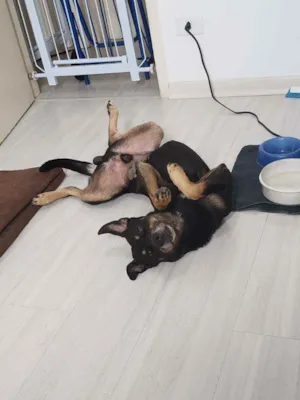 Cachorro raça SRD idade 6 ou mais anos nome Jorge