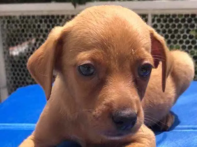 Cachorro raça SRD idade Abaixo de 2 meses nome Sem nome