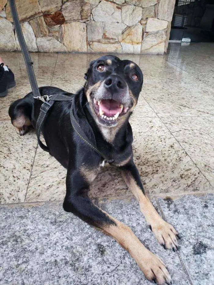 Cachorro ra a SRD idade 6 ou mais anos nome Jorge