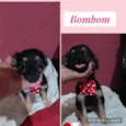 BOMBOM