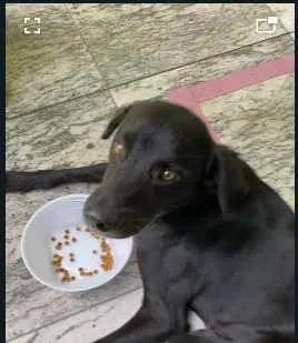 Cachorro ra a Doméstica  idade 7 a 11 meses nome Nego