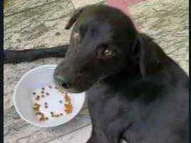 Cachorro raça Doméstica  idade 7 a 11 meses nome Nego