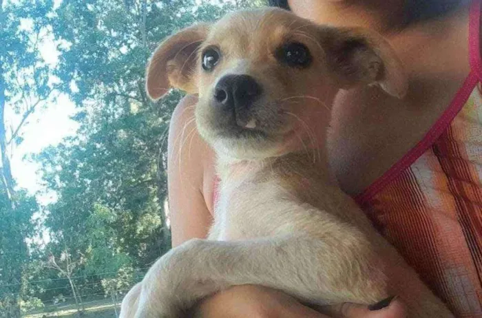 Cachorro ra a Vira lata idade 2 a 6 meses nome Zorelha gordelicio 