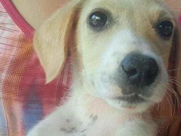 Cachorro ra a Vira lata idade 2 a 6 meses nome Zorelha gordelicio 