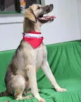 Cachorro raça Sem raça definida  idade 1 ano nome Kazuza 