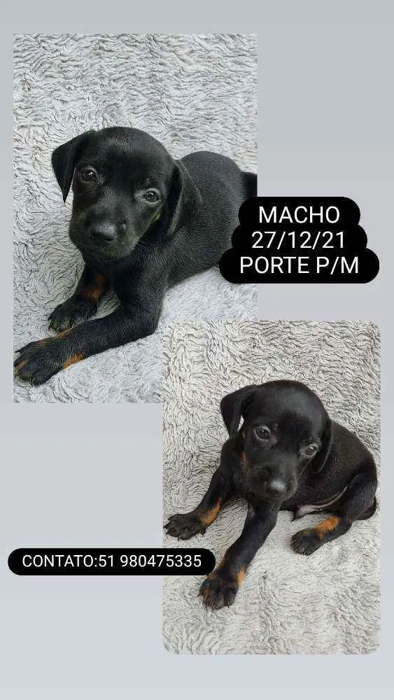 Cachorro ra a SRD idade Abaixo de 2 meses nome FILHOTES