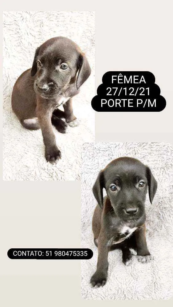 Cachorro ra a SRD idade Abaixo de 2 meses nome FILHOTES