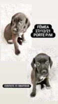 FILHOTES