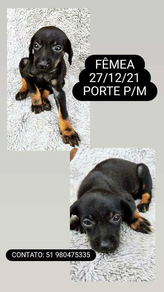 Cachorro ra a SRD idade Abaixo de 2 meses nome FILHOTES