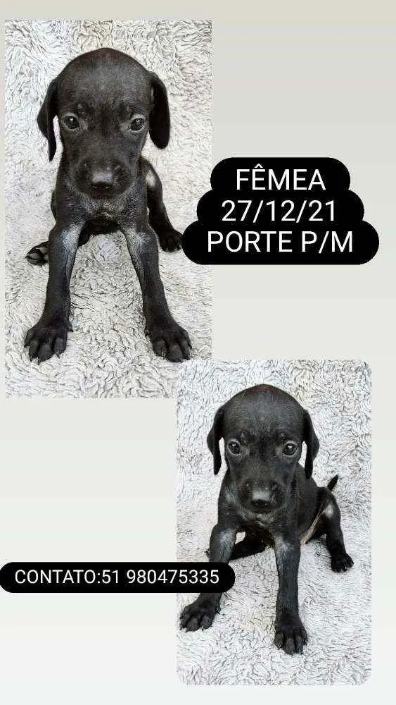 Cachorro ra a SRD idade Abaixo de 2 meses nome FILHOTES