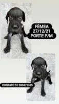 FILHOTES
