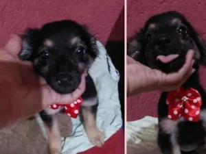 Cachorro raça SRD idade 2 a 6 meses nome BOMBOM