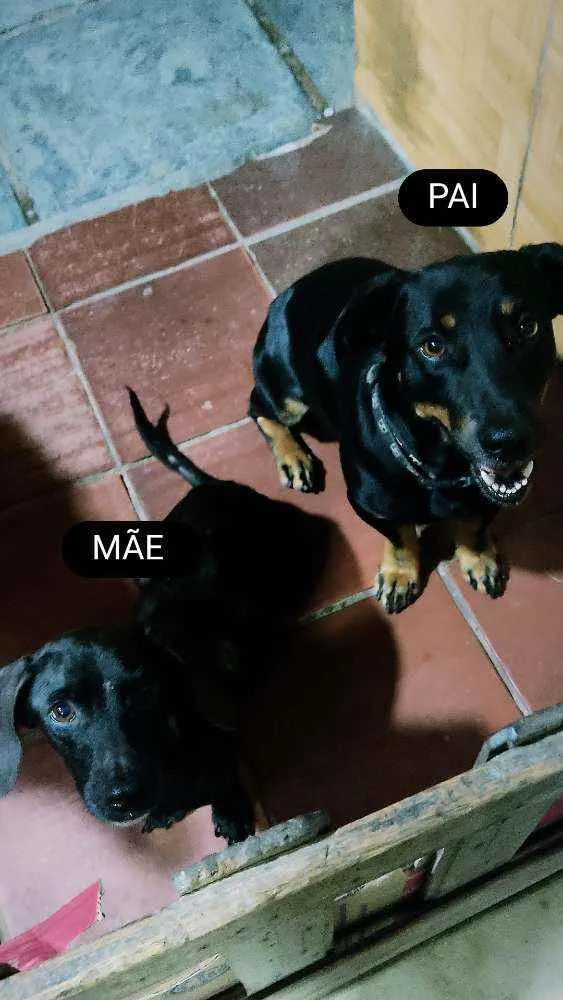 Cachorro ra a SRD idade Abaixo de 2 meses nome FILHOTES