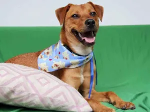 Cachorro raça Sem raça definida  idade 7 a 11 meses nome Pedrinho 