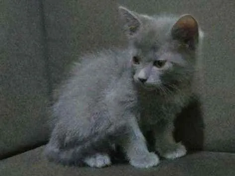 Gato ra a idade 2 a 6 meses nome sem nome