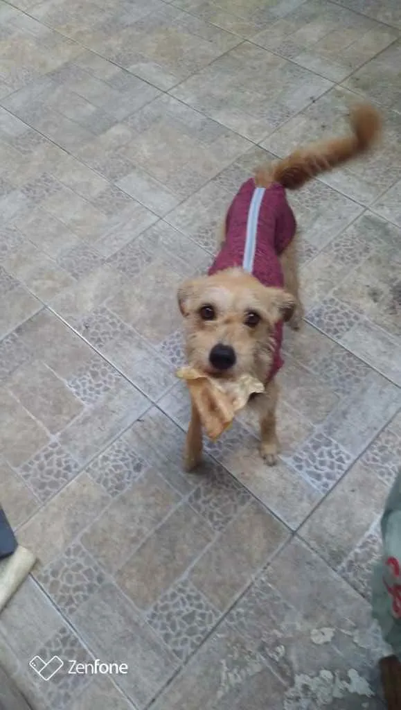 Cachorro raça SRD idade 1 ano nome Noel