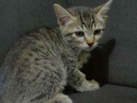 Gato ra a idade 2 a 6 meses nome sem nome