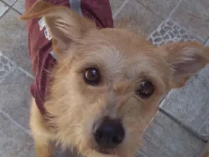 Cachorro raça SRD idade 1 ano nome Noel