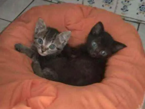 Gato ra a SRD idade Abaixo de 2 meses nome Tigresa e Lisa