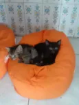 Tigresa e Lisa